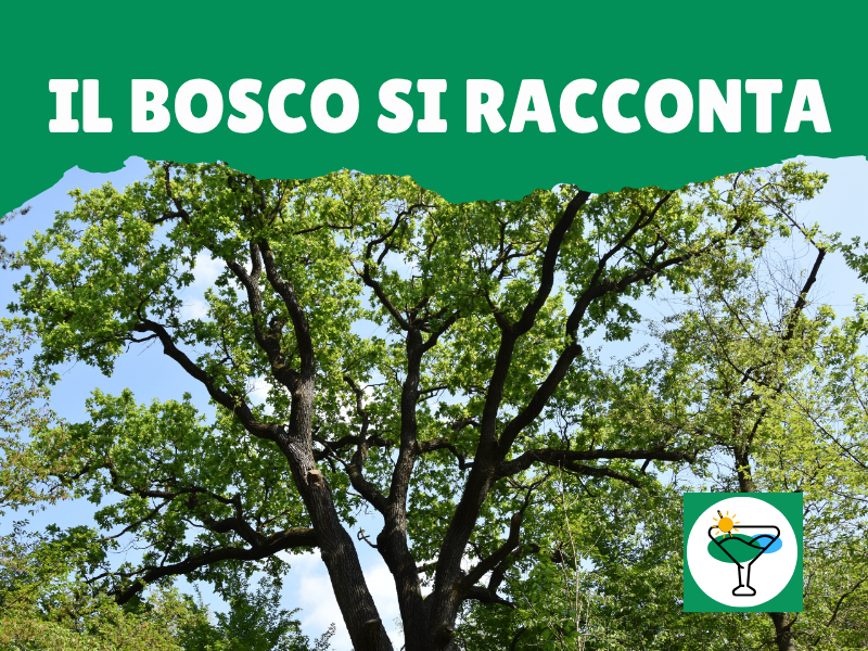 Il bosco si racconta